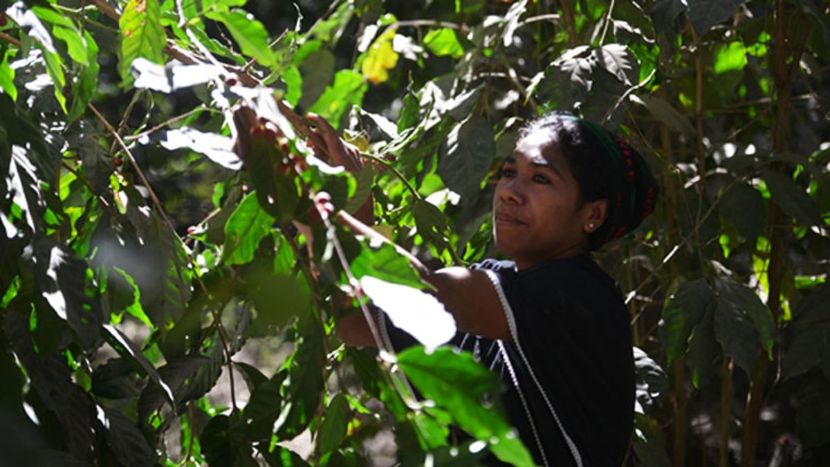 Anarela Mendoça, a coffee farmer from Timor-Leste central highlands, picking the prized Hibrido de Timor beans from her trees. These beans are then processed near her farm, for transport to the capital Dili, and beyond. 