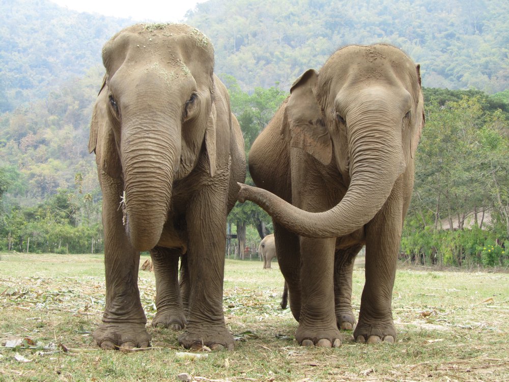 Elephant Haven offers elephants a place to retire, resocialise and rehabilitate.