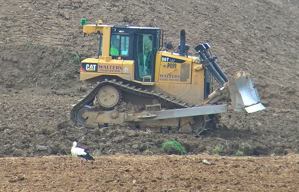 Impromptu visits from the local wildlife to the A14 construction teams is a common occurrence. Here, a white stork stopped near one of the earthwork teams for a break and stayed a while, surveying their work.