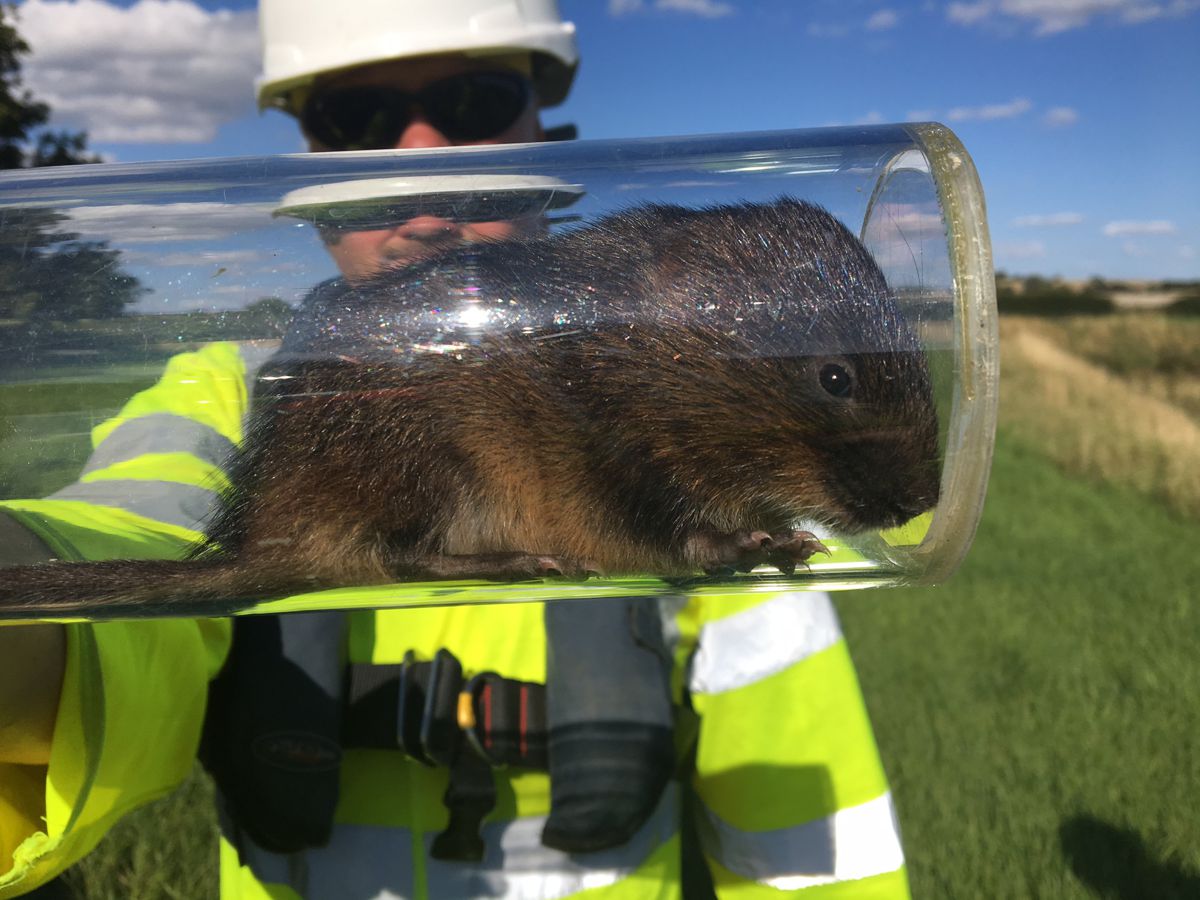 One of the ecologists at work releasing some of the water voles into their new habitat in August 2017