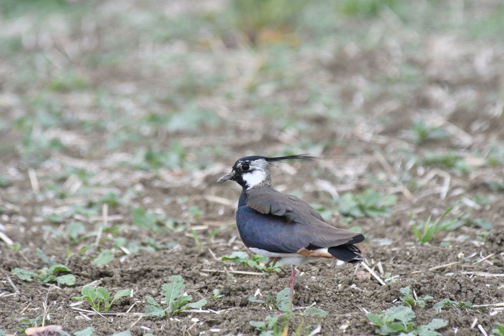 One of the wild bird species living alongside the A14 (lapwing)