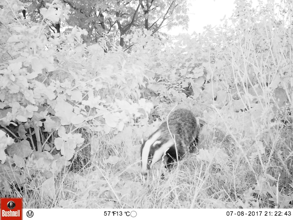 one of the ‘badger-cams’ filmed this badger going about its business just outside one of the setts during the evening of 7 August 2017
