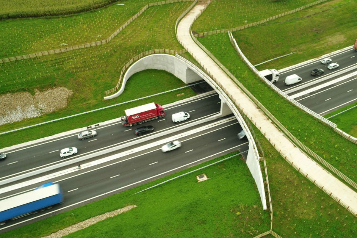 The green bridge over the A556 in Cheshire is seamlessly integrated with the context and allows for wildlife to cross