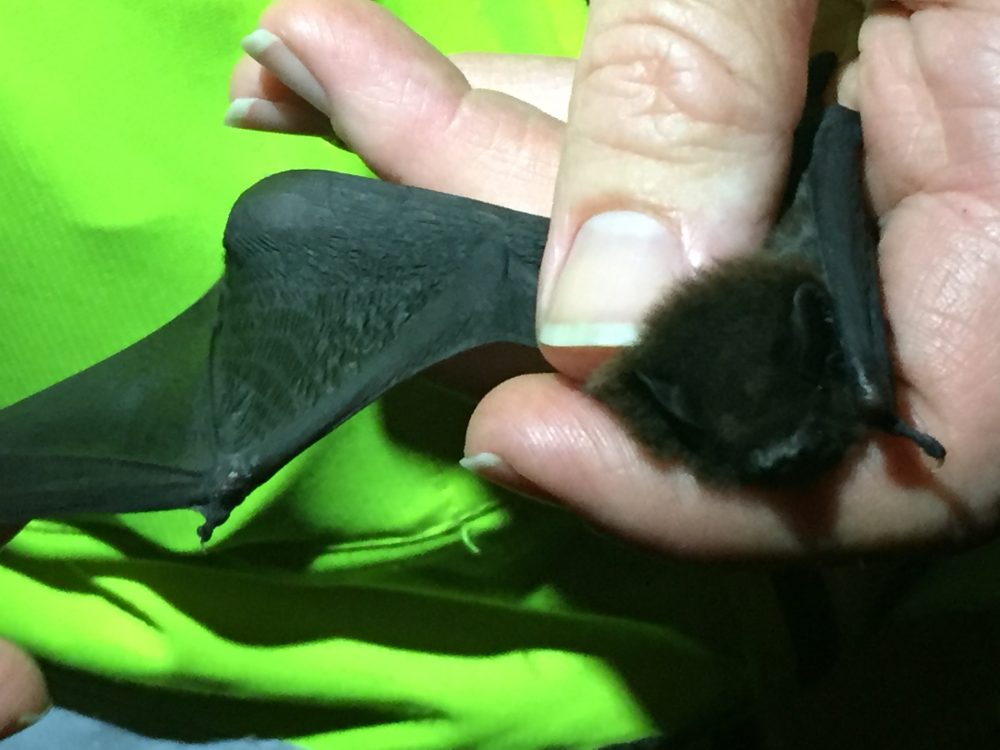 New Zealand researches bat behaviour on Southern Links road project