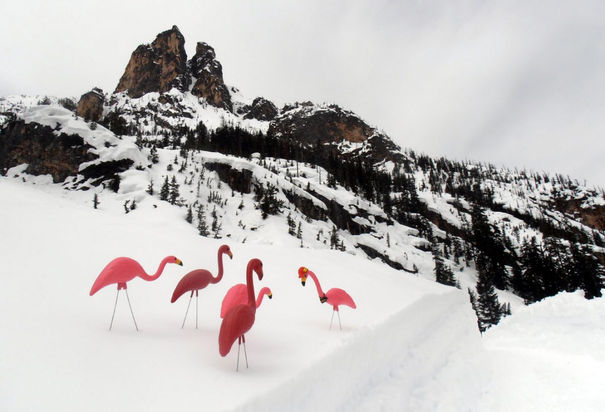 Floyd (right in hard hat) and his safety flamingo flock help mark dangerous areas for our avalanche and maintenance crews reopening the North Cascade Highway. The birds' bright pink colouring standing out against the snow and warn crews about hazardous areas.