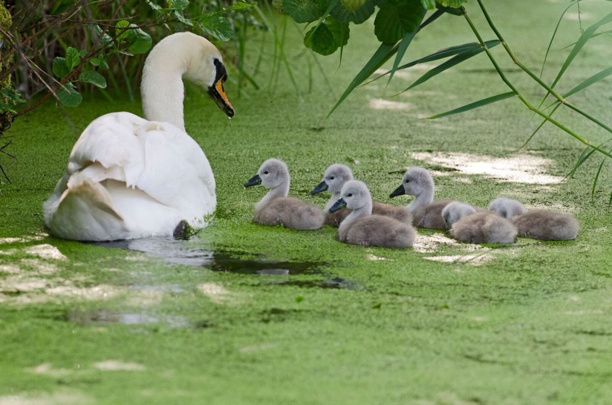 Mute Swan - Photo by David Tipling