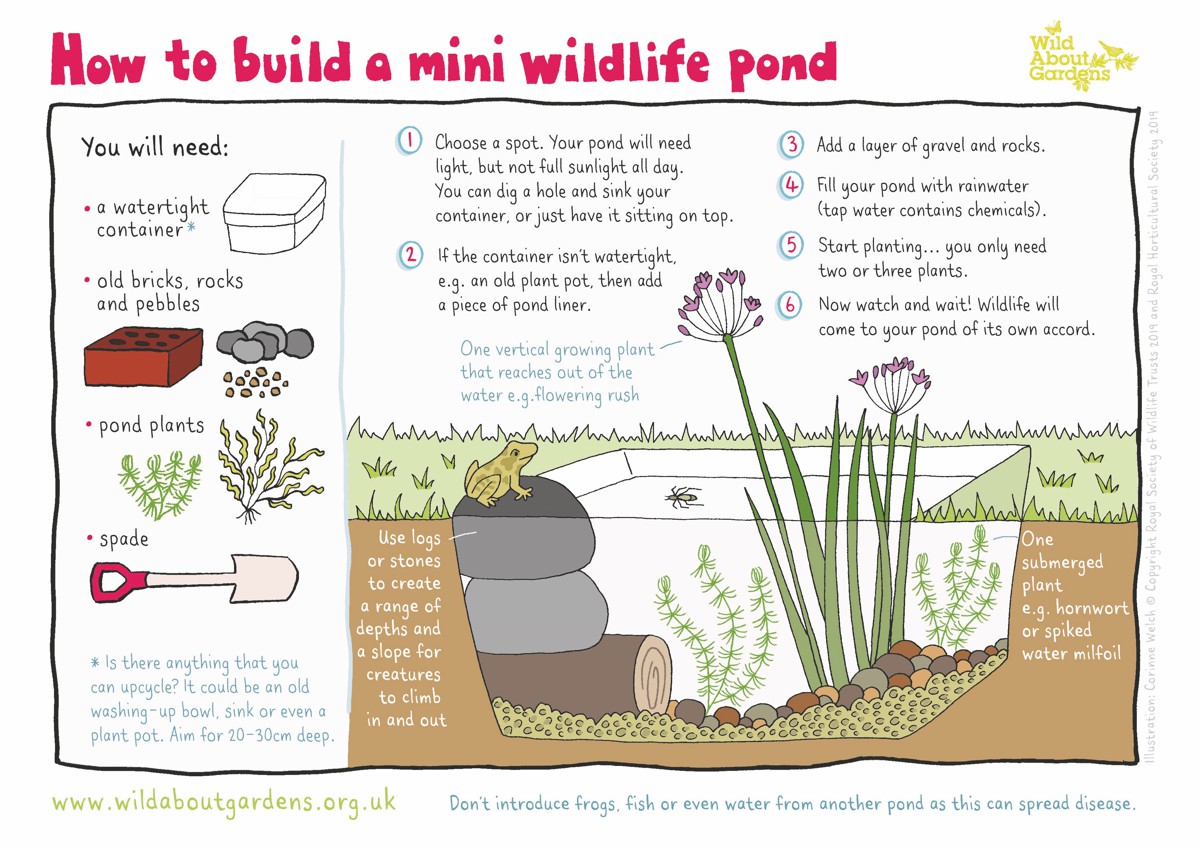 How to build a mini wildlife pond